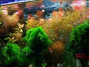 SISTEMA SABBIA - New Age Aquarium – Zio Pesce Blog