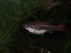 Read more about the article Tanichthys albonubes: pesce di Tan delle nuvole bianche, una montagna in pochi cm.