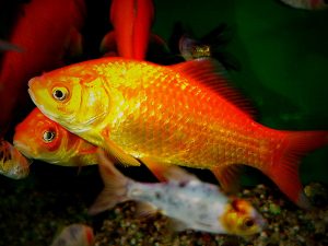 Scopri di più sull'articolo Carassius auratus – il Pesce Rosso, proviamo a volergli bene!