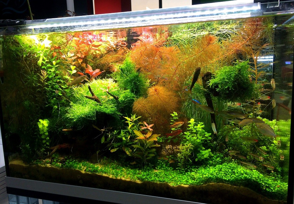 Al momento stai visualizzando Le piante d’acquario: Zio Pesce Blog consiglia …….