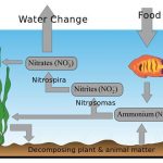 Il ciclo dell’azoto in acquario
