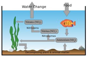Read more about the article Il ciclo dell’azoto in acquario