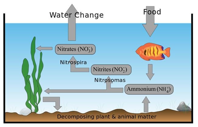 Al momento stai visualizzando Il ciclo dell’azoto in acquario