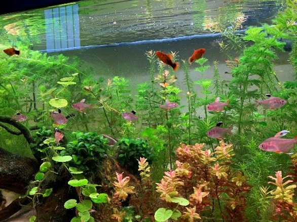 Le piante d'acquario: Zio Pesce Blog consiglia . – Zio Pesce Blog