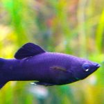 Black Molly: da Poecilia sphenops a velluto nero per i nostri acquari